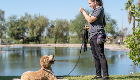 canine focus exercises Phoenix AZ